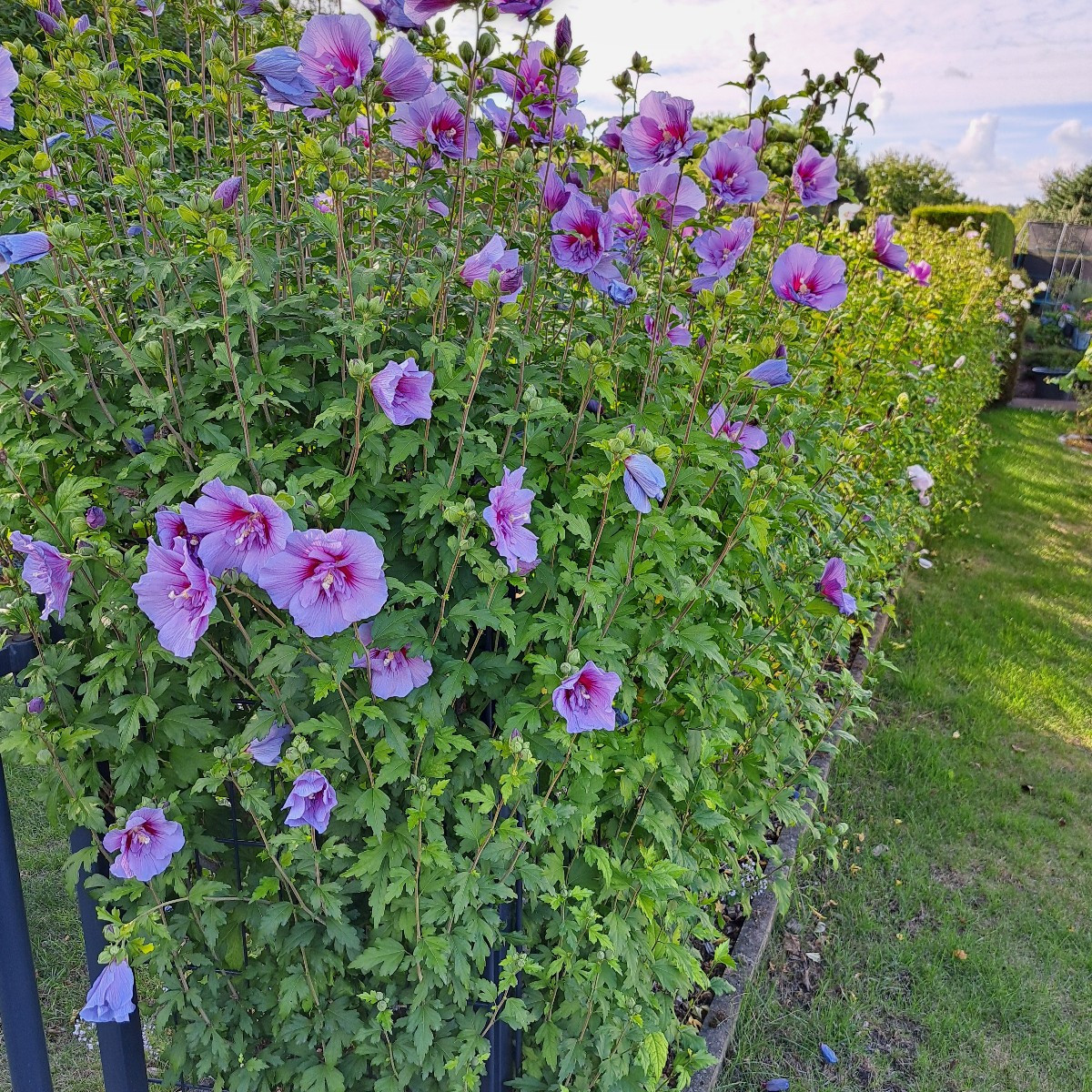Wir haben eine ganz Eibischhecke wenn der Sommer nicht so trocken ist blüht sie richtig toll 🥰