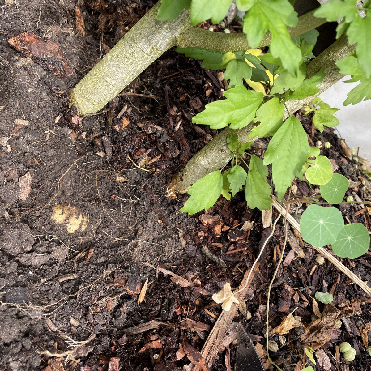 Heute die Kartoffel (4 kleine Knollen) aus den Wurzeln des Hibiskus 🌺 befreit.

Bild 3: Trauer-Rosenkäfer zum ersten M…