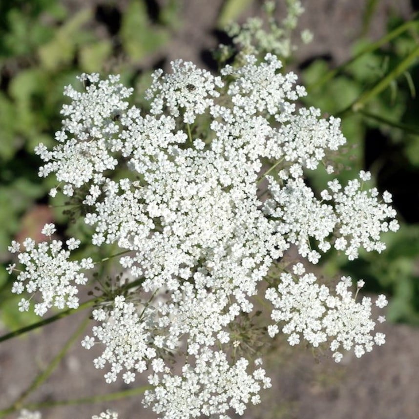 Bibernellen