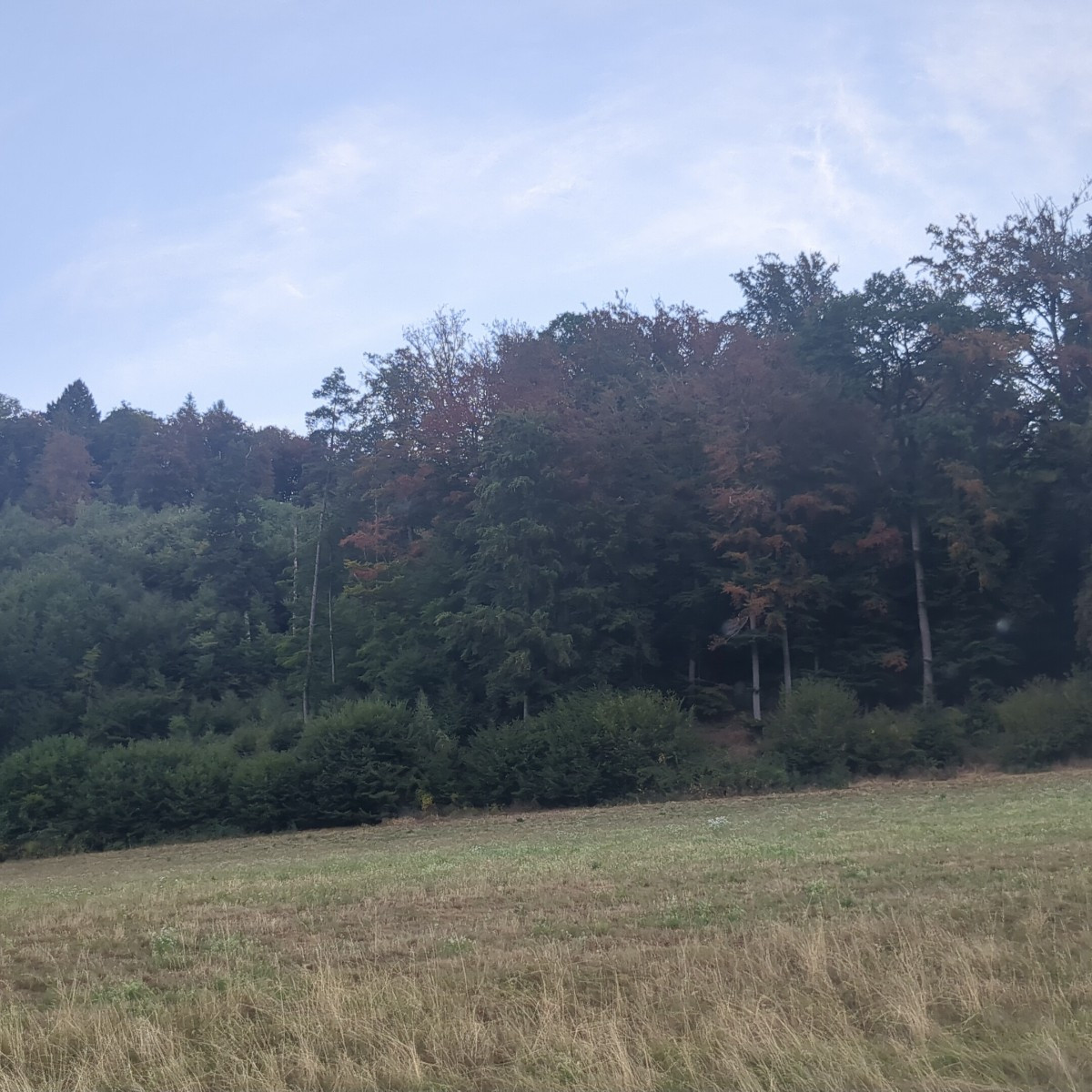 Bilder wie im Herbst, aber endlich gabs n guten Gutsch Regen 🥰
Zwar grad bissl viel auf einmal, für den harten Boden, …