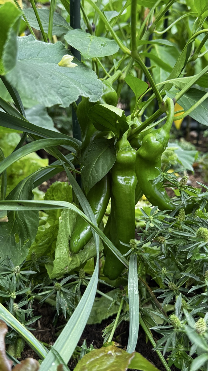 💚