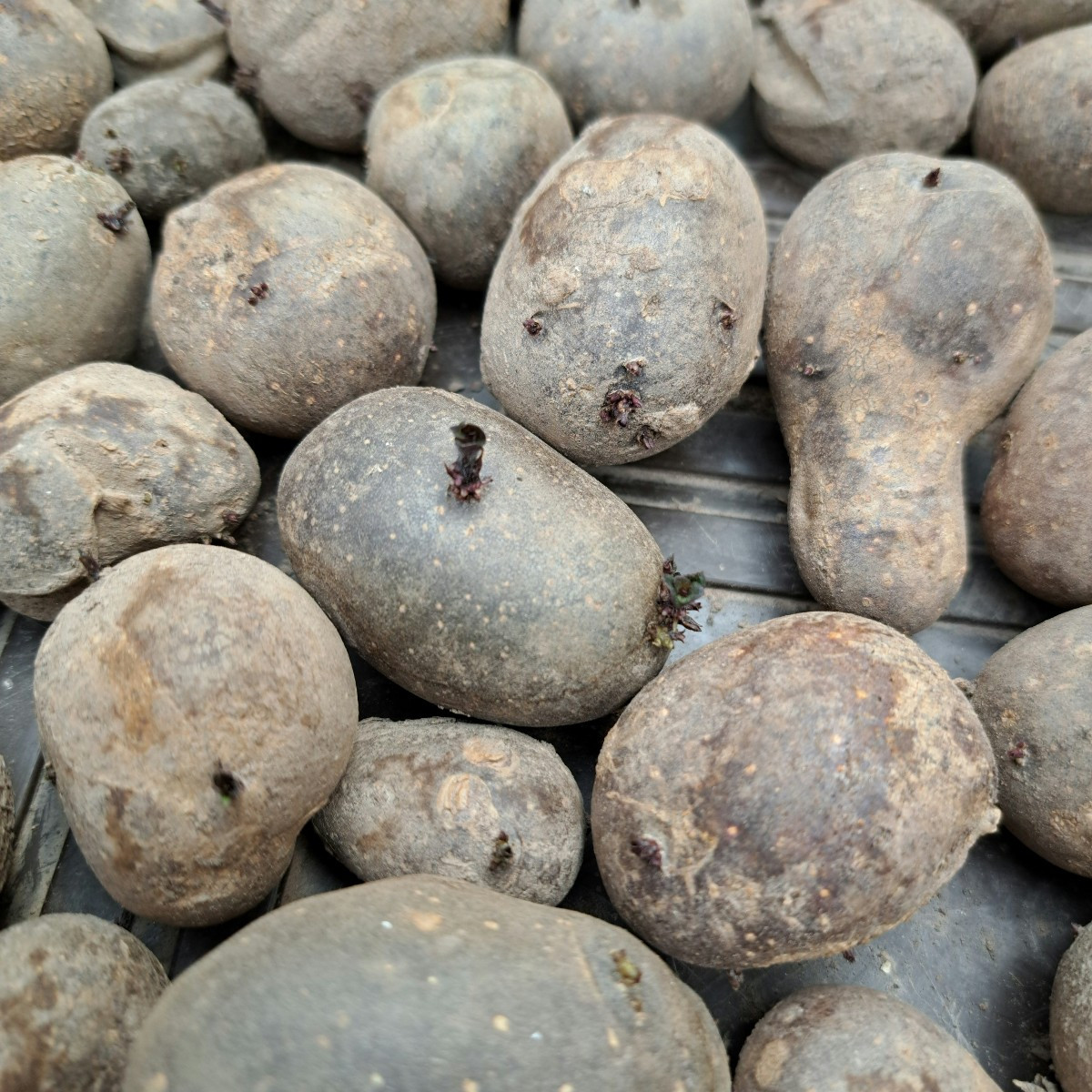 Sie sind nur 4 bis 5 cm groß gewesen. Die Größeren haben wir bis in Mai gegessen nach der mega Ernte im letzten Jahr.