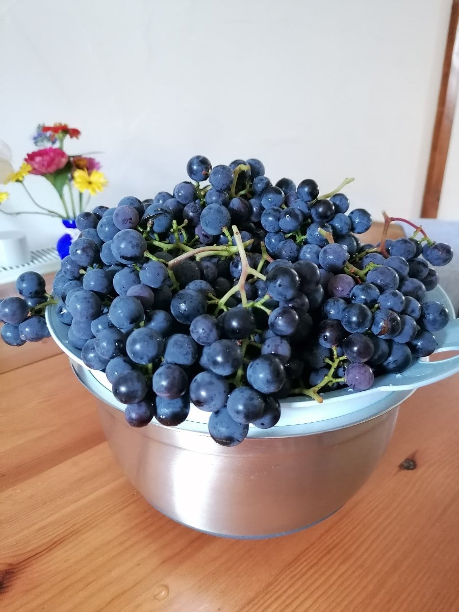 Heute Traubenernte und direkt verarbeitet! 
