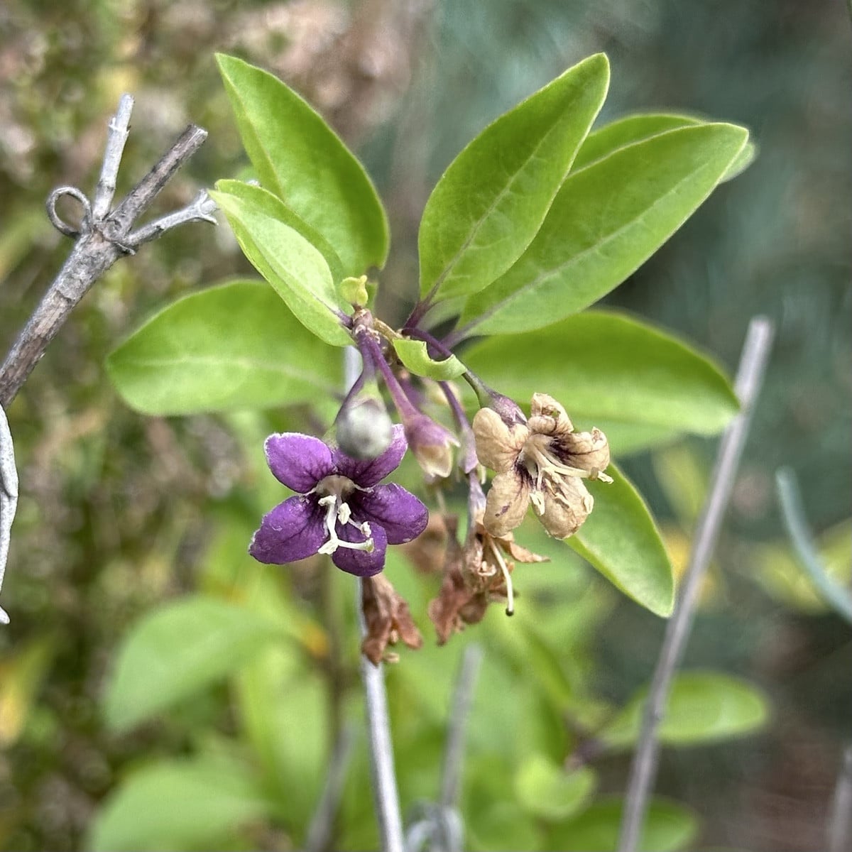 The goji berry plant that I planted as a cutting last (or the year before last?) year has its first flowers 😍