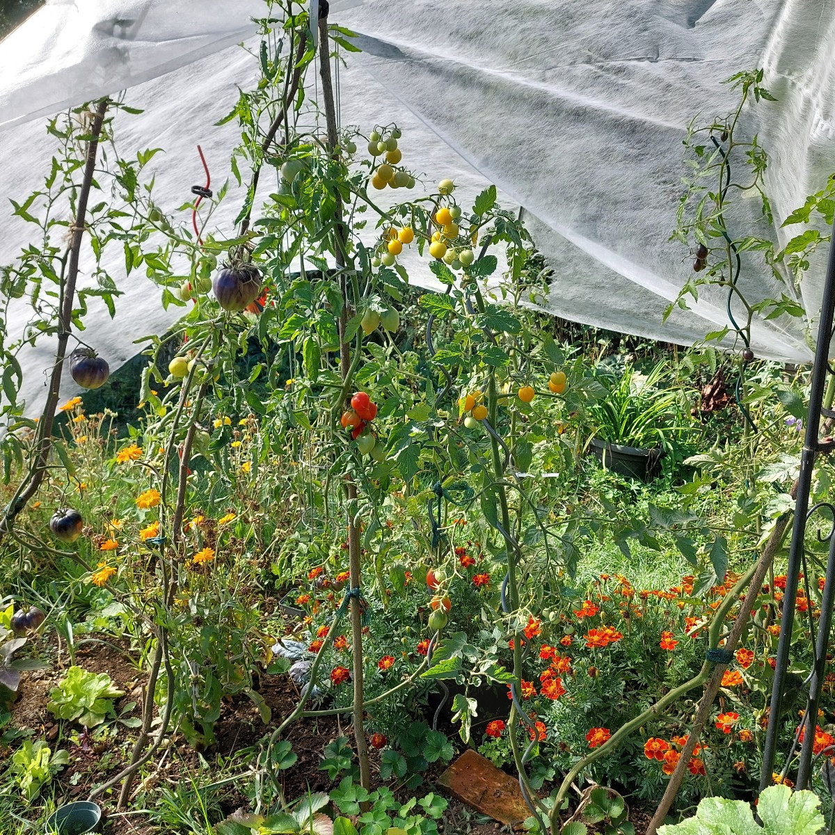 Ich brauche Rat. Ich hab dieses Jahr zwei Auberginenpflanzen, die auch tragen. Eine eine Frucht (Gretel), die andere (S…