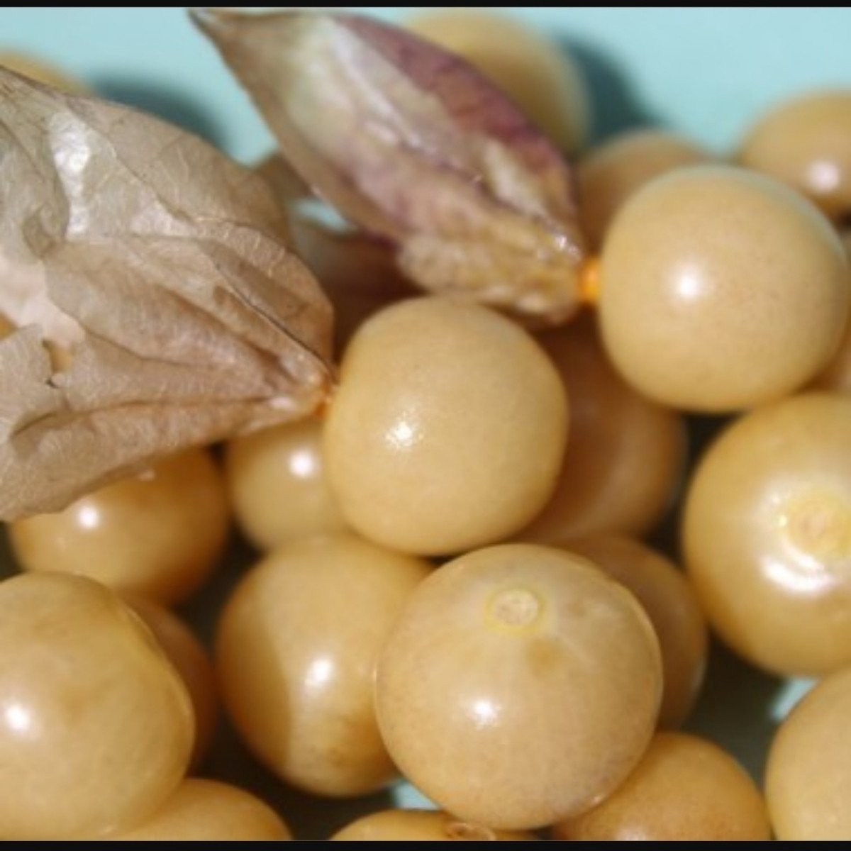 Sunberry