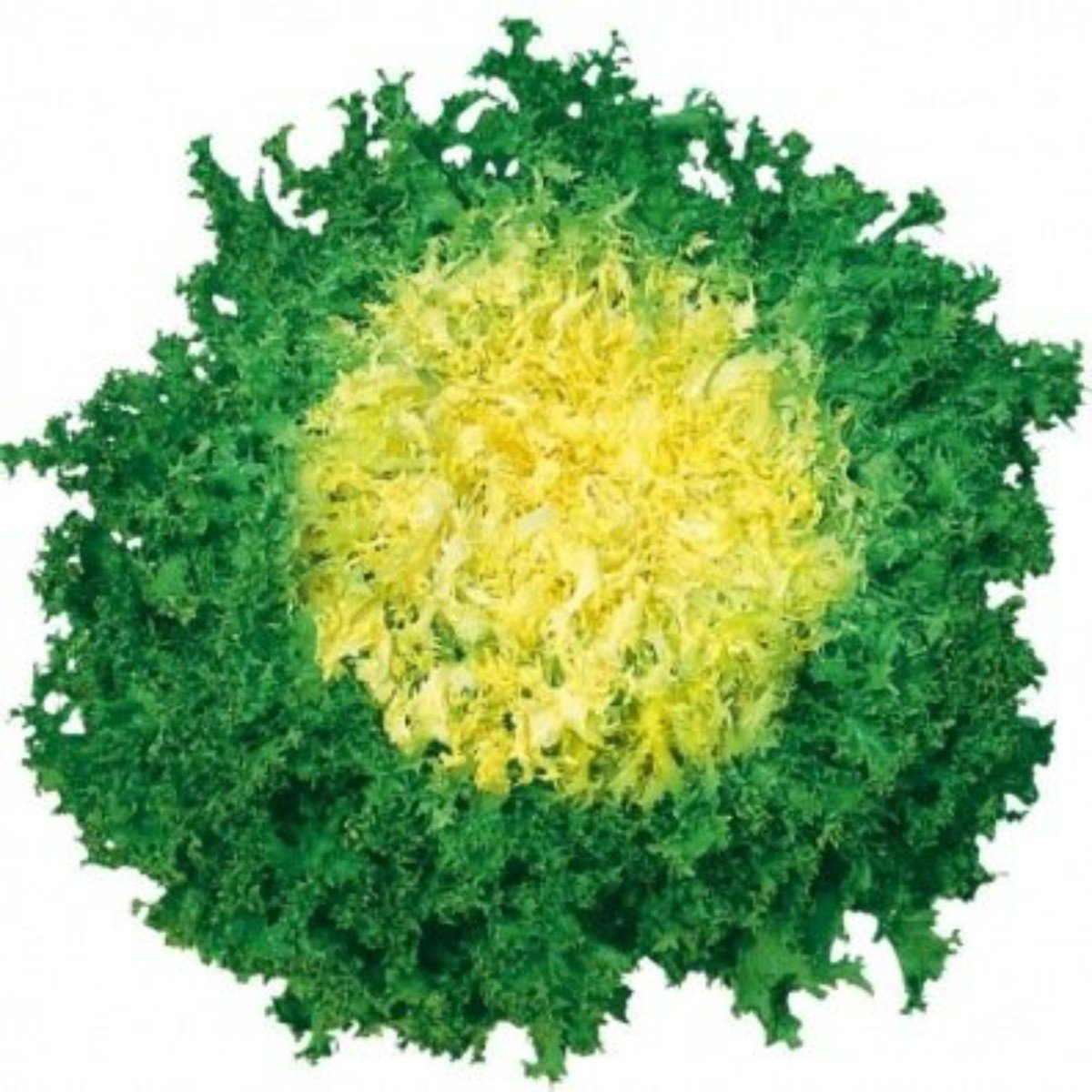 Frisée de Ruffec