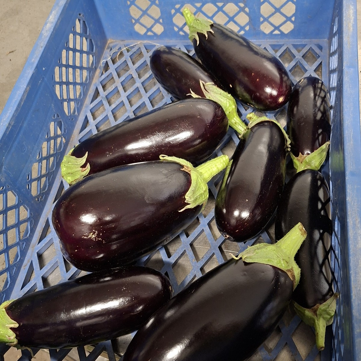 Aubergine