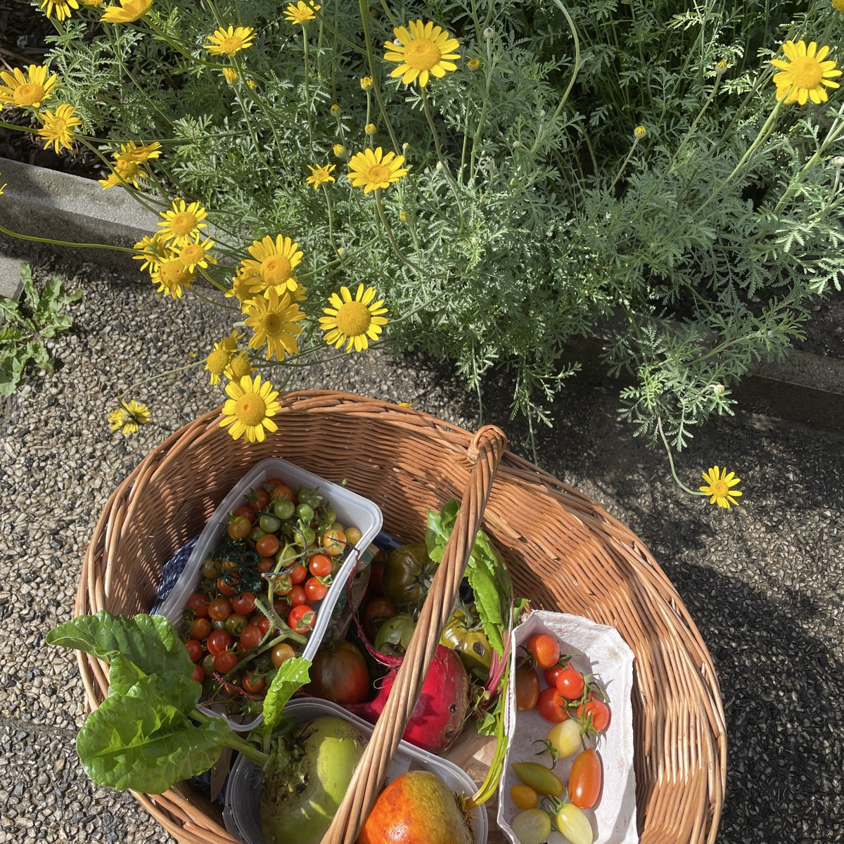 #erntefreuden #einkaufenimgarten 

8 🍅-Sorten (Resi, Sweetie, Dattelwein, Quadro, Hellfrucht, Hatzfeuer, RAF, Märchenm…