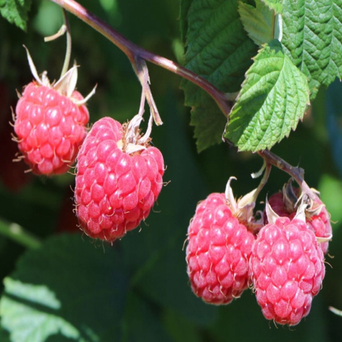 Sommerhimbeere 'Veten'