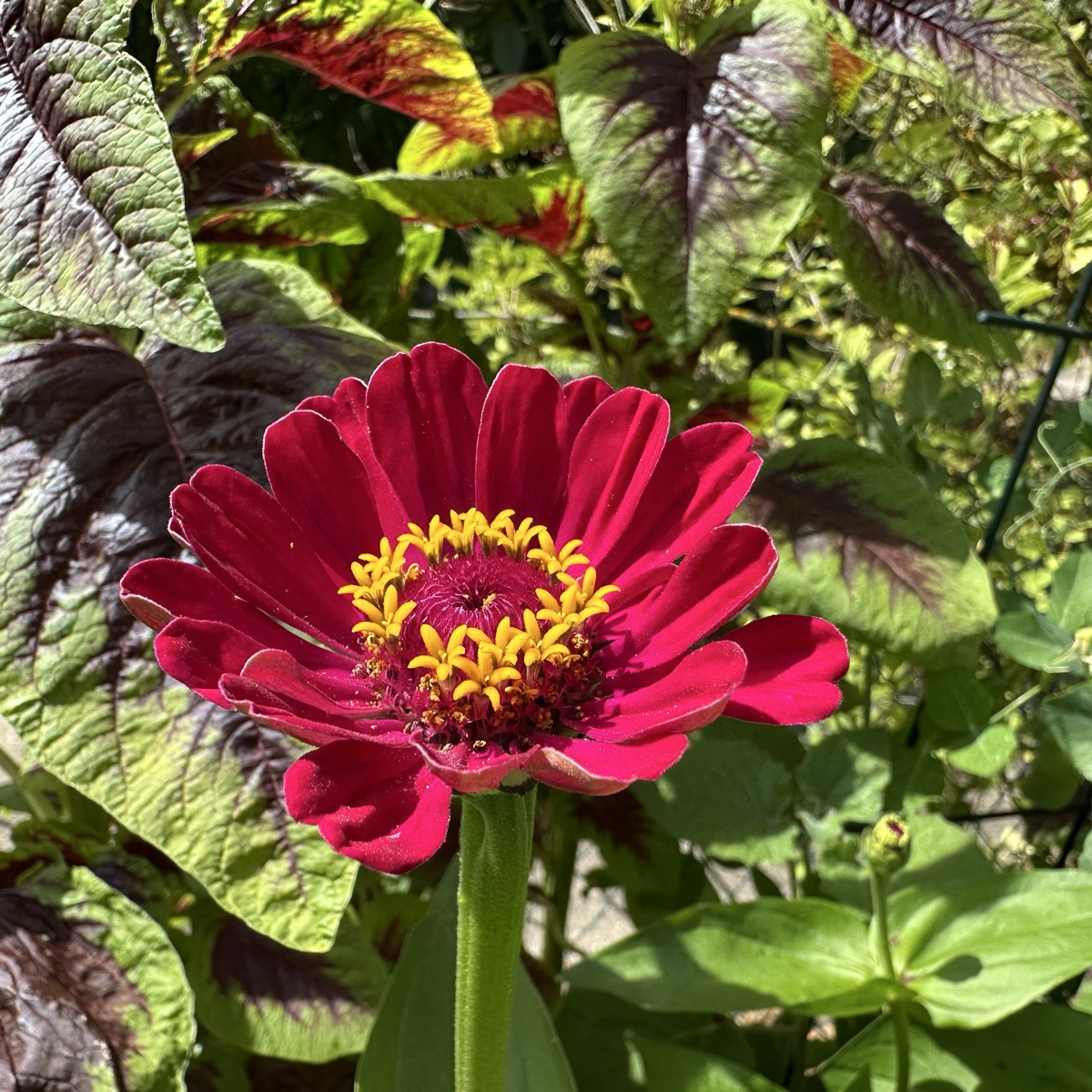 Ein paar Blüten für euch 💚