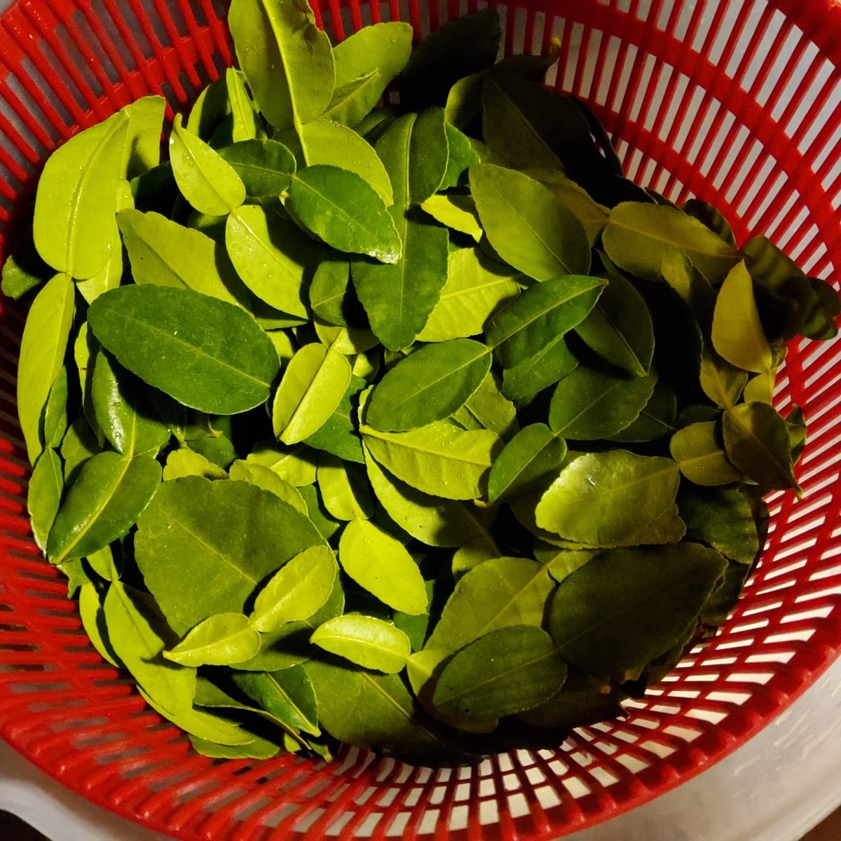 ...wegschmeißen ist ja nicht so meins!
...Meine mannshohe Kaffirlimette musste für's Winterlager etwas gestutzt werden.…