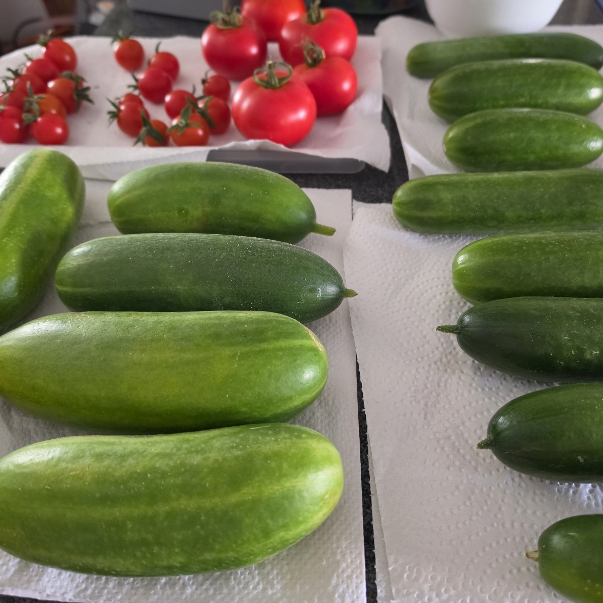 Aus Samen gezogen unseren 1. Stangenbohnen. Snackgurken haben wir viele, geht sehr schnell 
