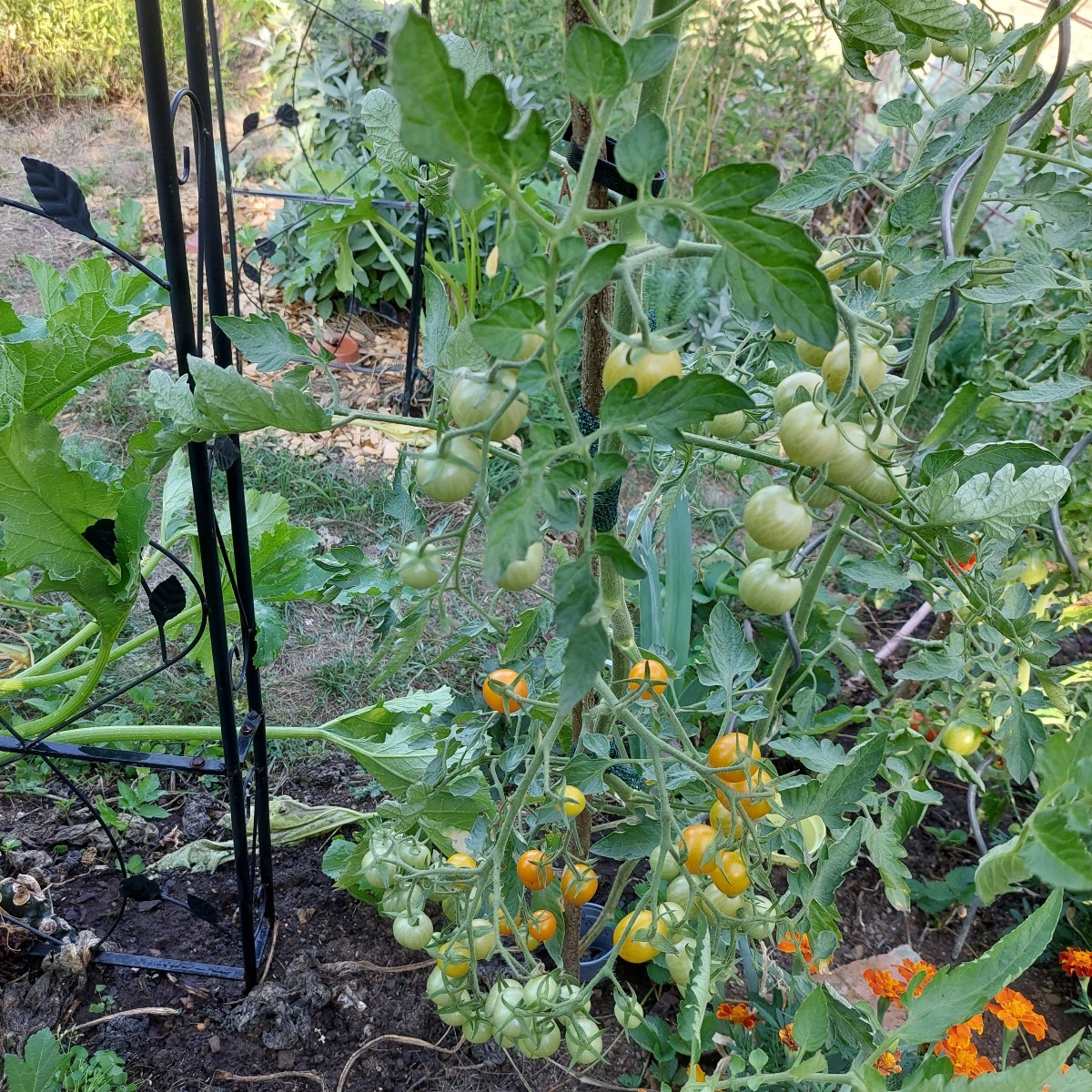 Kleine Ernte gestern. Aber fürn Tomatensalat hats gereicht.
Wie rot muss die Black Strawberry wetden? Reicht das schon?…