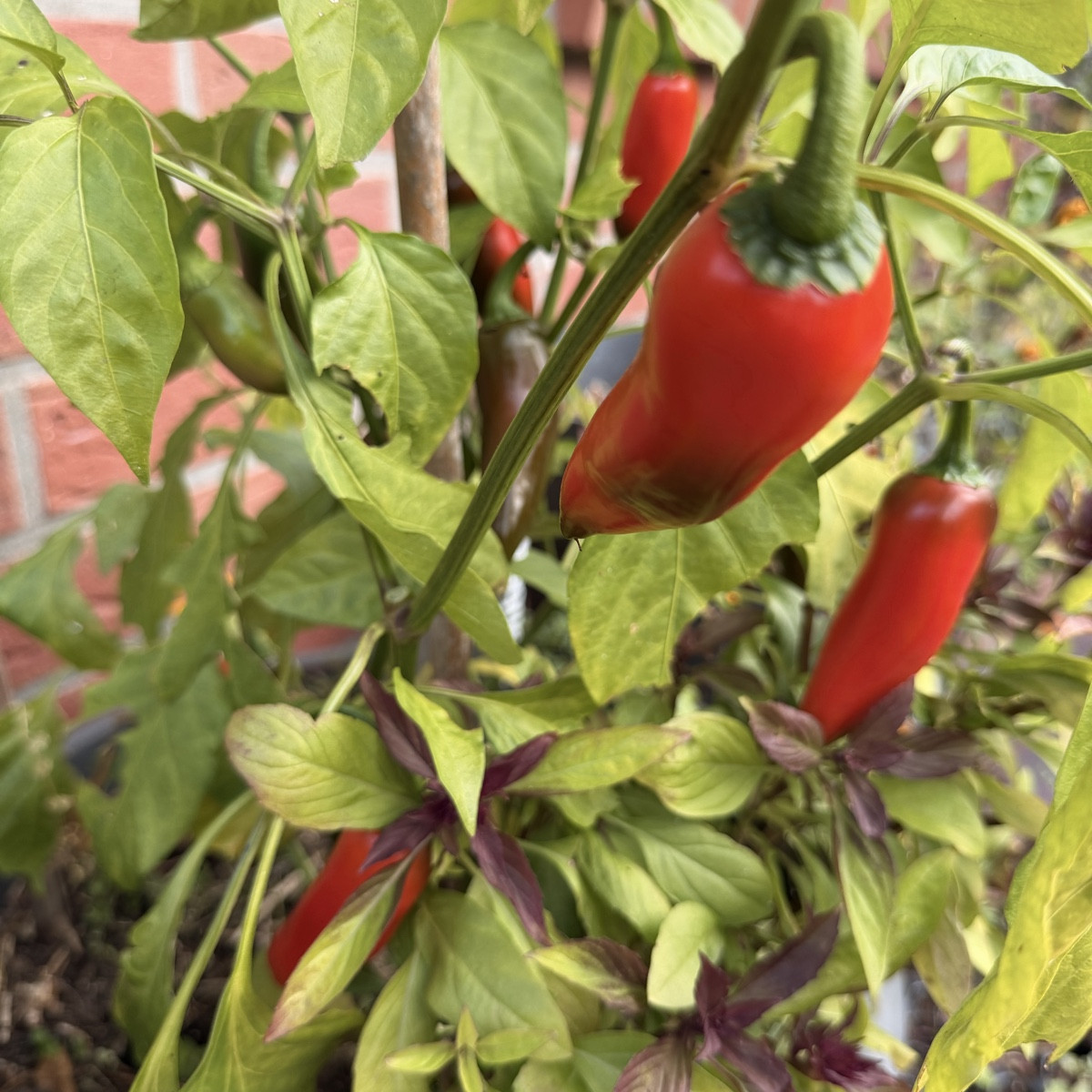 Ein bisserl was geht noch!
Die kleinen Snackpaprika von @Luc haben leider keinen Namen?? Und auch die gelbe Chili nicht…