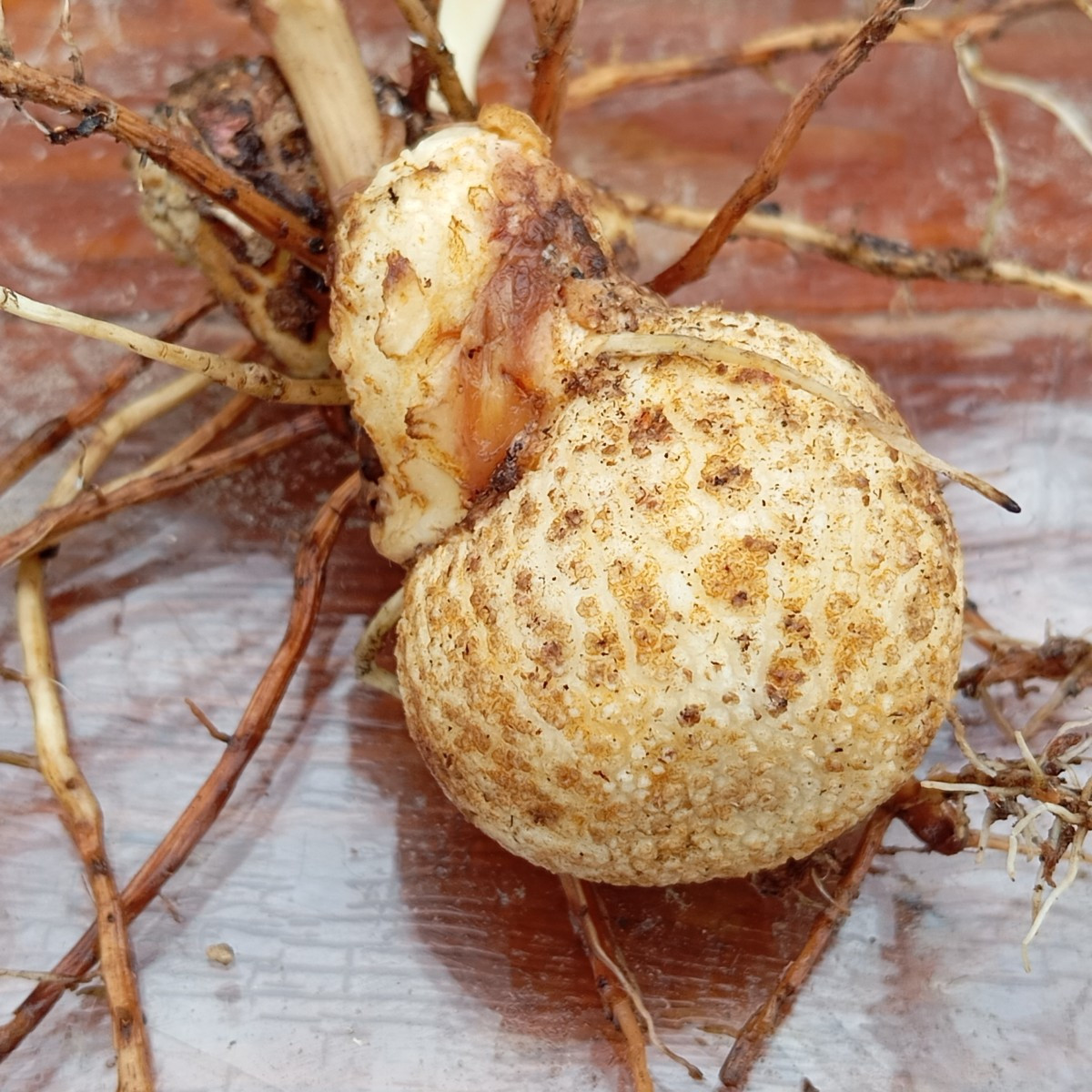 Heute hab ich zufällig hinter einem Holzbrett eine Zwergfledermaus entdeckt, das Brett hab ich sofort wieder davor gest…