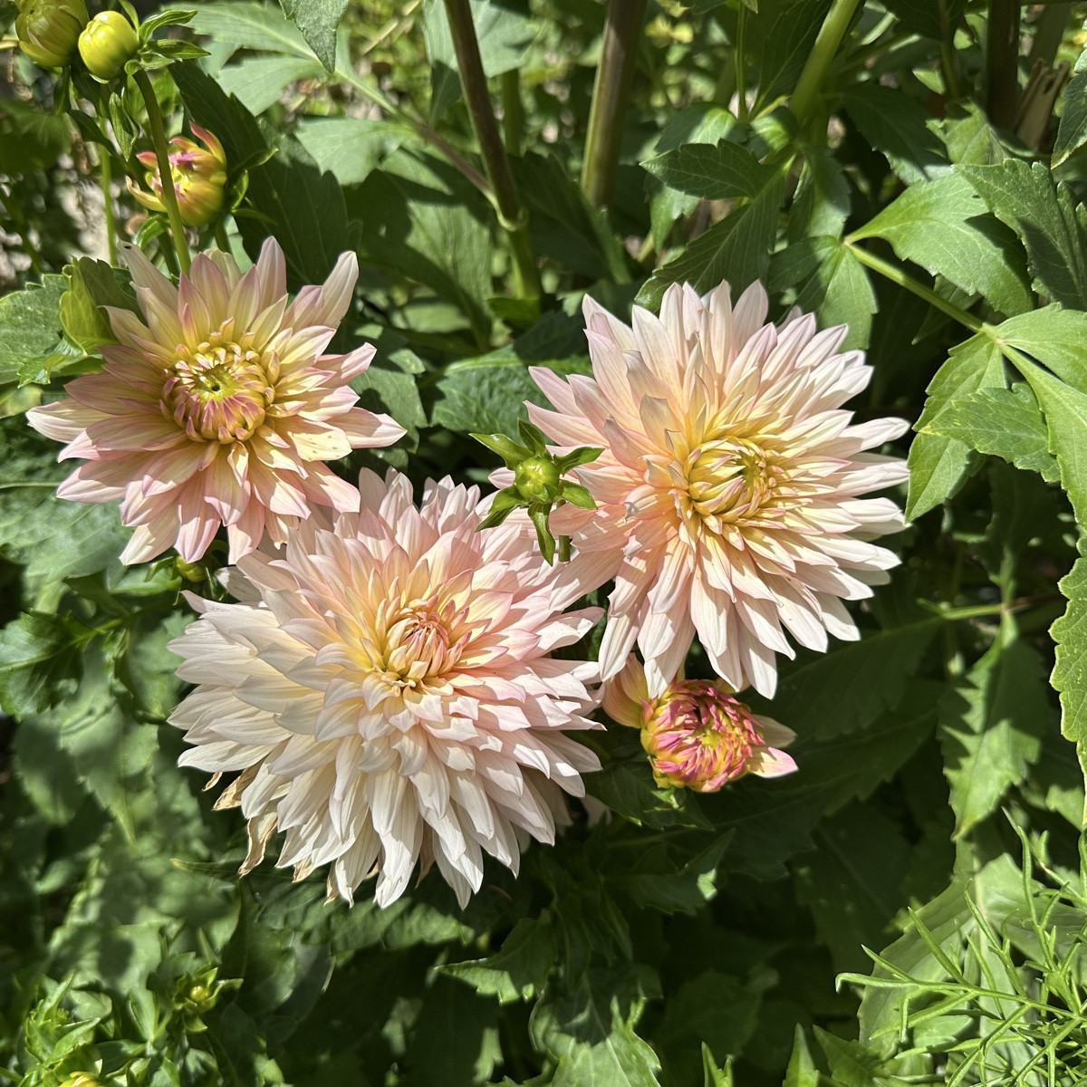 Ein paar Blüten für euch 💚
