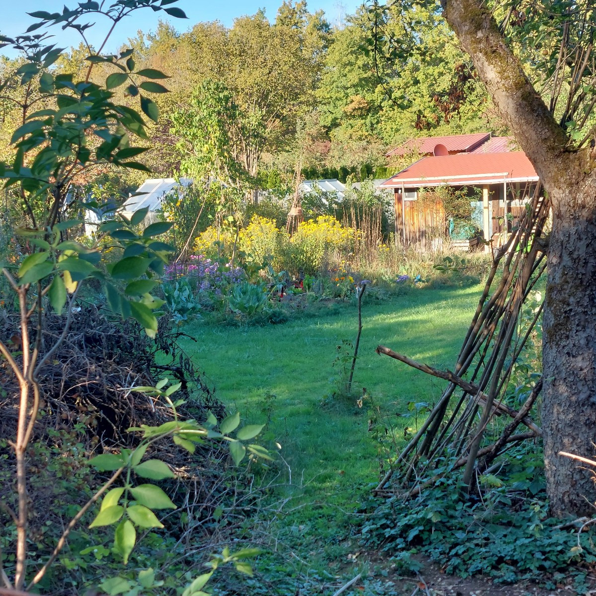 Garten am Dienstag nach der Arbeit. 
Die Sonnenhüte blühen die zweite Runde, nachdem die erste verdorrt ist.
Die Cosmee…