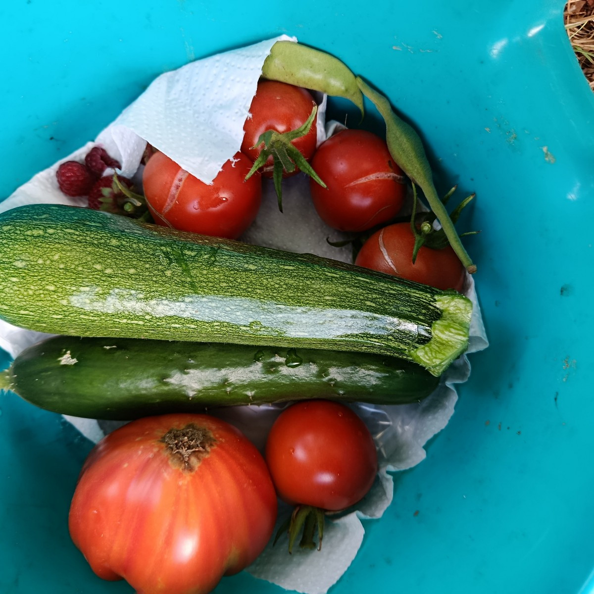 Es ist ja schon frustrierend. Tomaten habe ich dieses Jahr kaum. Die Äpfel fallen unreif vom Baum, Zwetschgen sind verw…