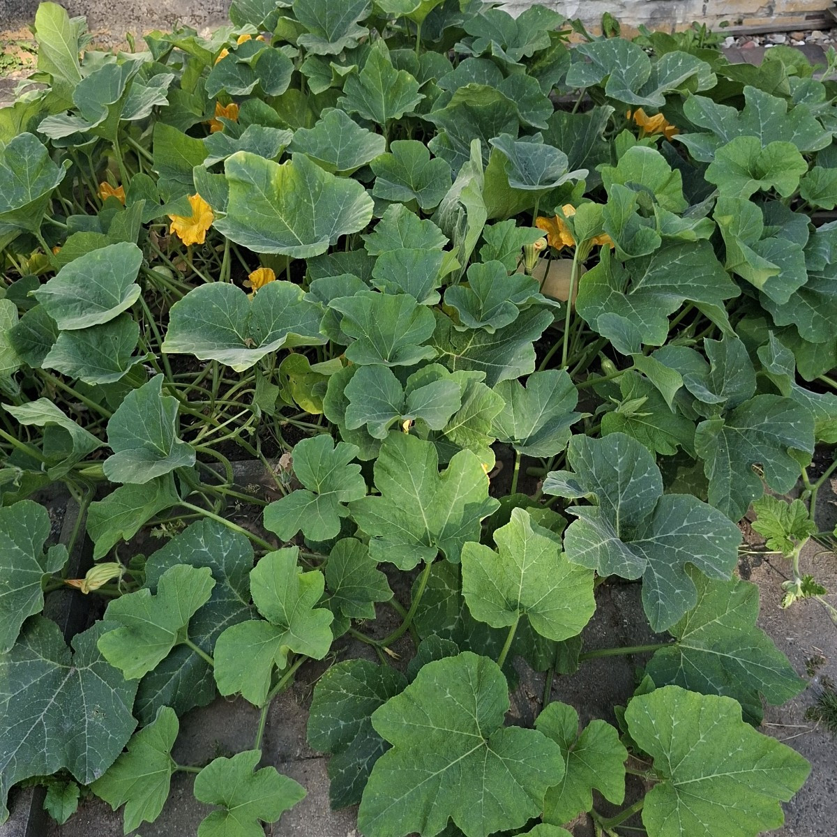 Unsere Kürbisse werden immer mehr. Derzeit 14 Butternut. 3 Muskatkürbisse und eine undefinierte Sorte. Auch die bekomme…