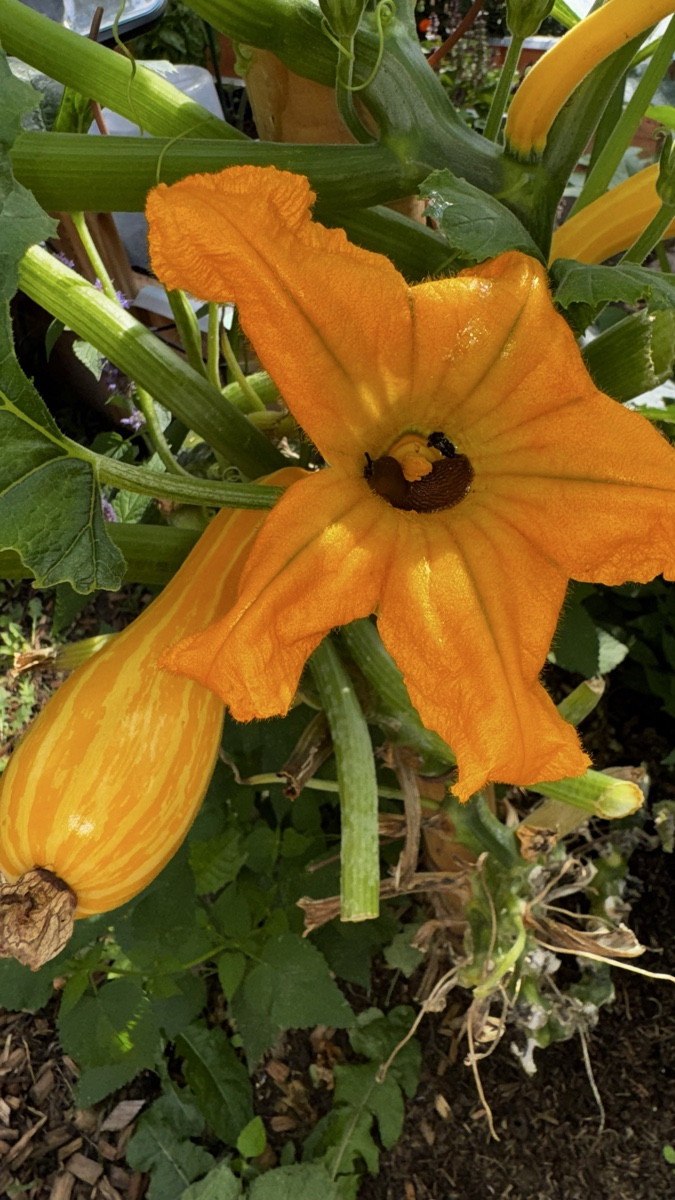 Schleimiges Fotoshooting 🐌 – Model des Tages in meiner Zucchiniblüte.
💚