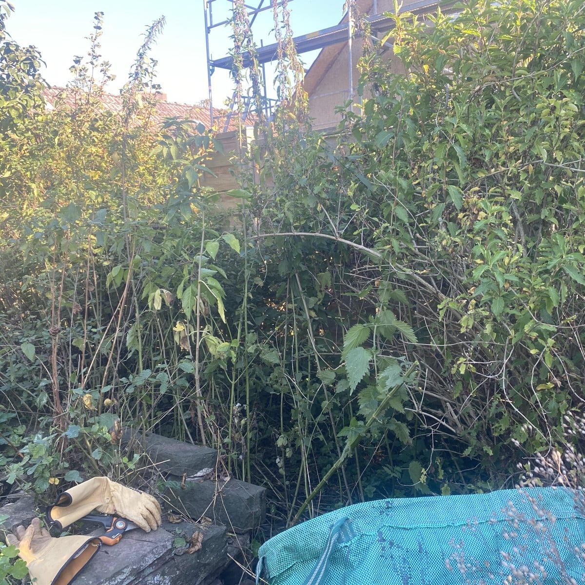 Von diesem Brennnessel-Dschungel habe ich ca. 20 qm. Diese Gartenecke habe ich die letzten Jahre sehr vernachlässigt, w…