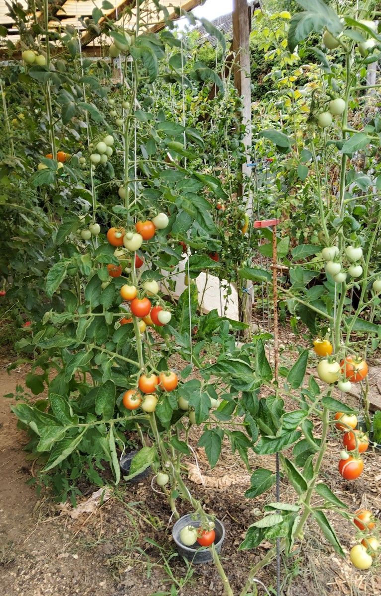... vor ein paar Jahren fand ich unter meinen selbstvermehrten Tomaten eine Sorte, die komplett aus der Reihe tanzte...…