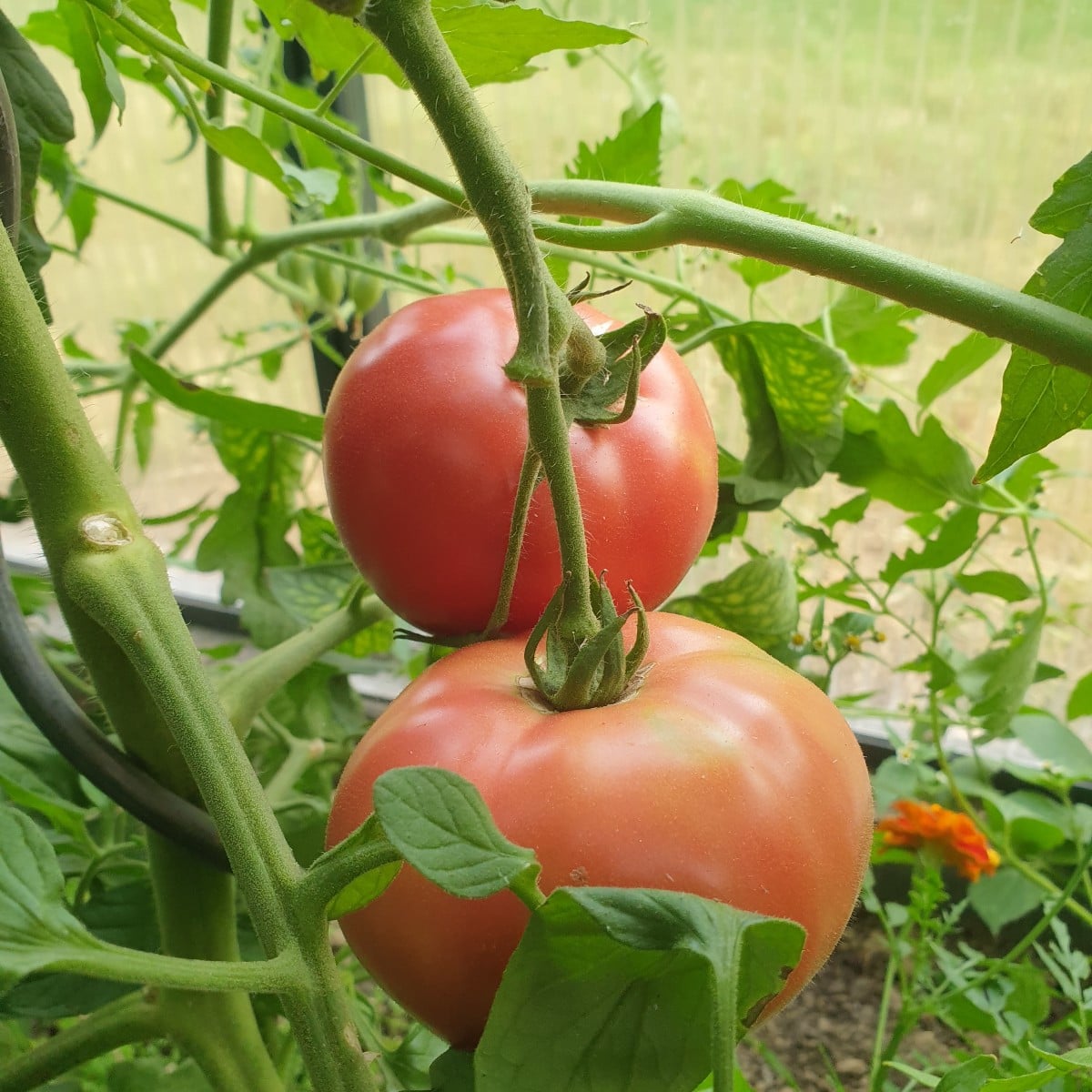 Einige Tomaten aus der aktuellen Saison. Die erste ist eine Azozychka geschmacklich gefällt sie mir sehr gut. Das zweit…