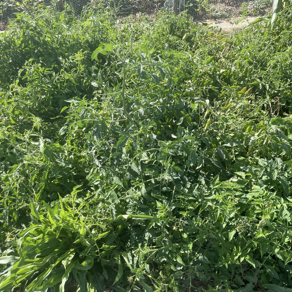 #Tomaten im Freiland-Jungle! Ich hatte im Frühjahr schon eimerweise ausgegeizt... und es sind viele Überraschungen, den…