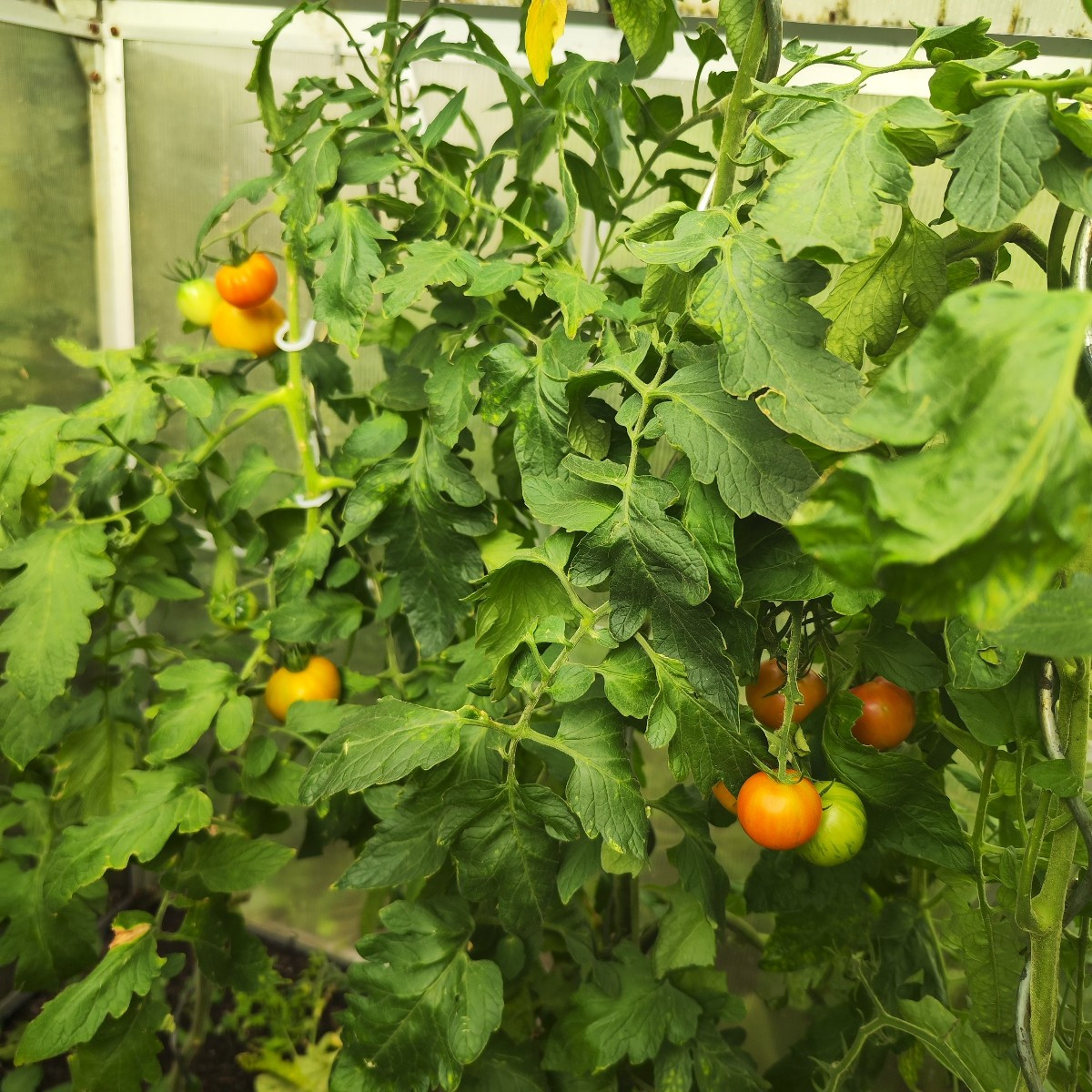 This year, my garden has EVERYTHING. From a total failure with the cucumbers to bolted lettuce and failed cauliflower, …