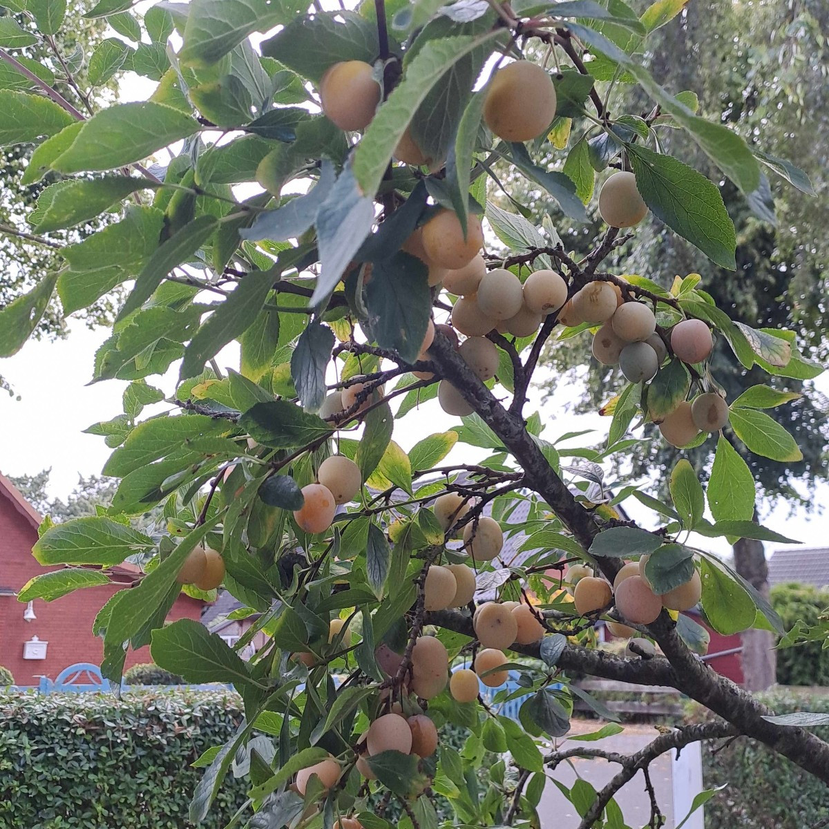 Marillen, wie Weintrauben. Und das weit von der Wachau entfernt.