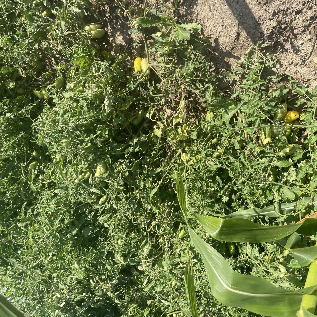 #Tomaten im Freiland-Jungle! Ich hatte im Frühjahr schon eimerweise ausgegeizt... und es sind viele Überraschungen, den…