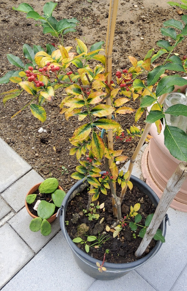 ...also bei mir hier (Markgräflerland) braucht der Szechuan Pfeffer keinen Winterschutz ... wie lange er braucht, um zu…