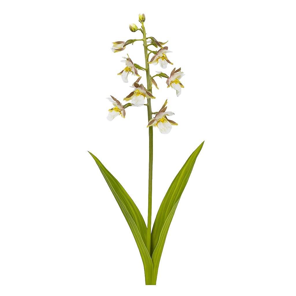 Orchideen - Stendelwurzen (Epipactis)