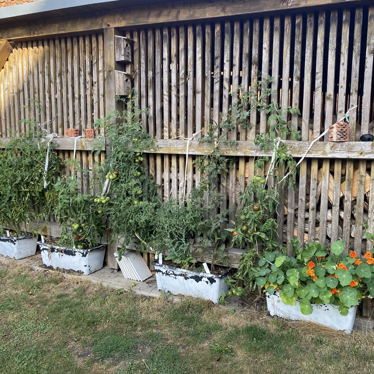 Die bisherige Topp-Lokation für meine Tomaten lädt Mitesser ein. Da waren wohl wieder Ratten am Werk. 🤮
Jetzt also nur…