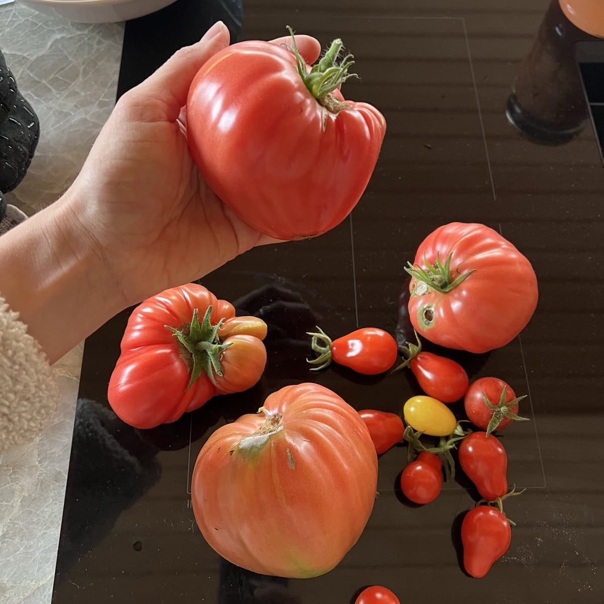 Was mache ich mit den Tomaten?
Ich lee in Norwegen - wir haben nächste Woche 9-15C  und wir fahren in den Urlaub. Meine…