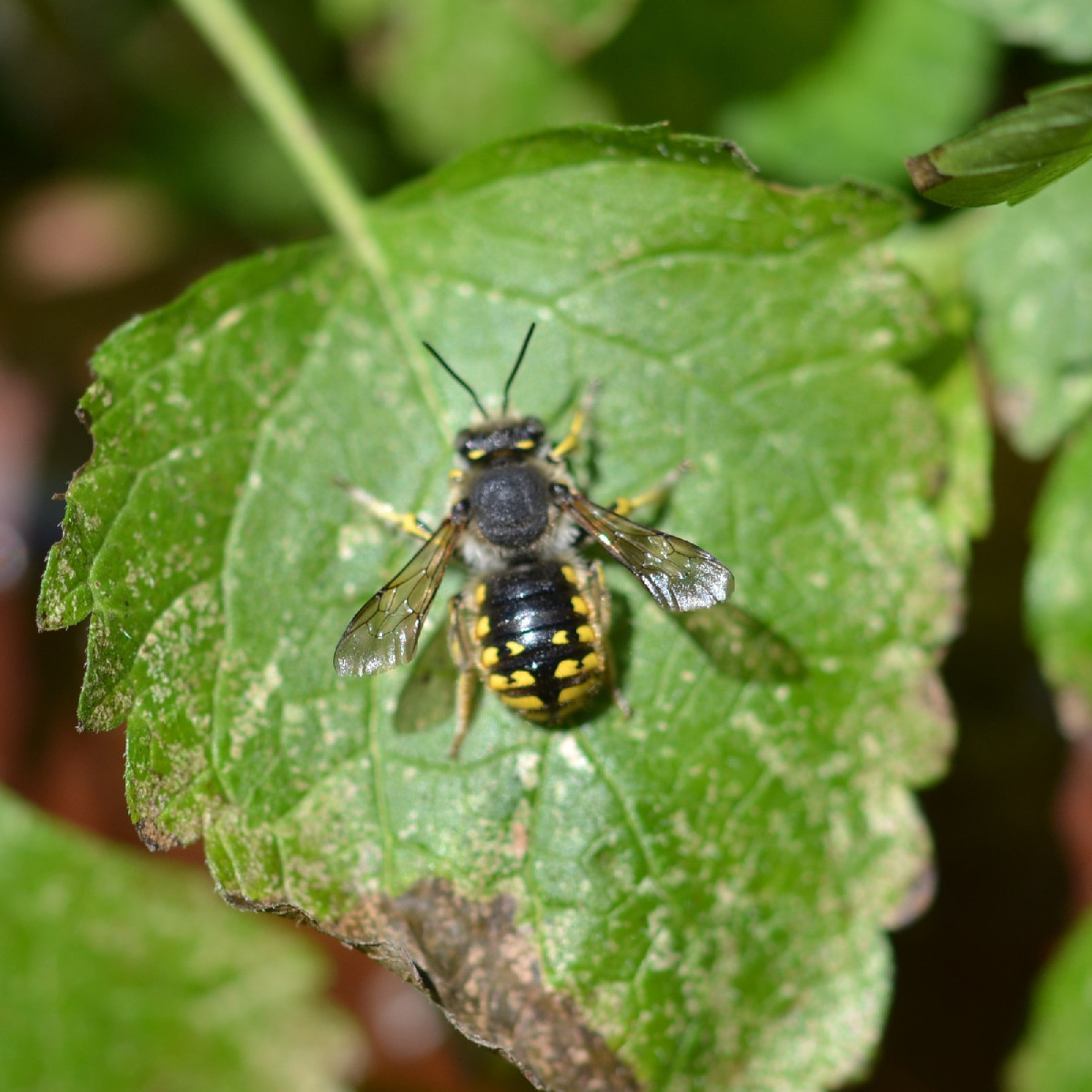 Seit Tagen beobachte ich dieses Wollbienen-Männchen (Foto 1 und 2), das unermüdlich um ein üppiges Purpur-Leinkraut Pat…