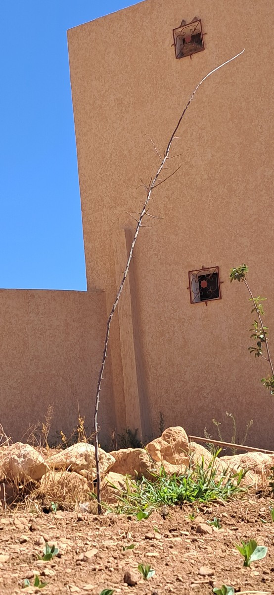 Yes, they chose the highest window for building their nest, well protected from animals but a hawk can easily reach the…