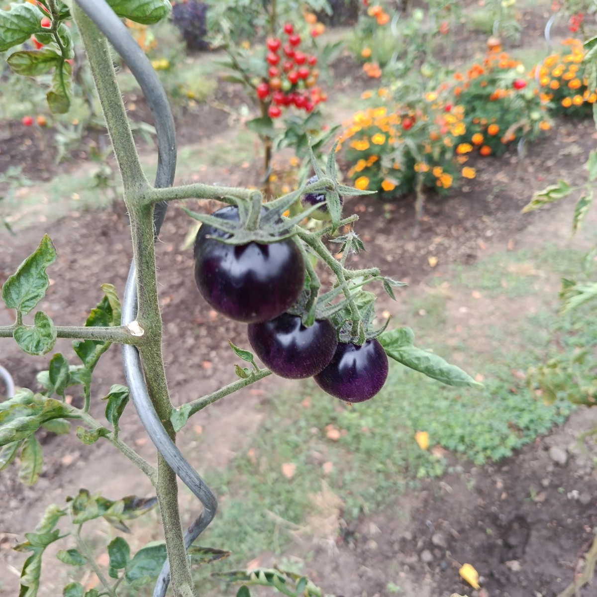 Beim Tomatenfest in Neugattersleben gewesen.War wie immer schön gewesen .