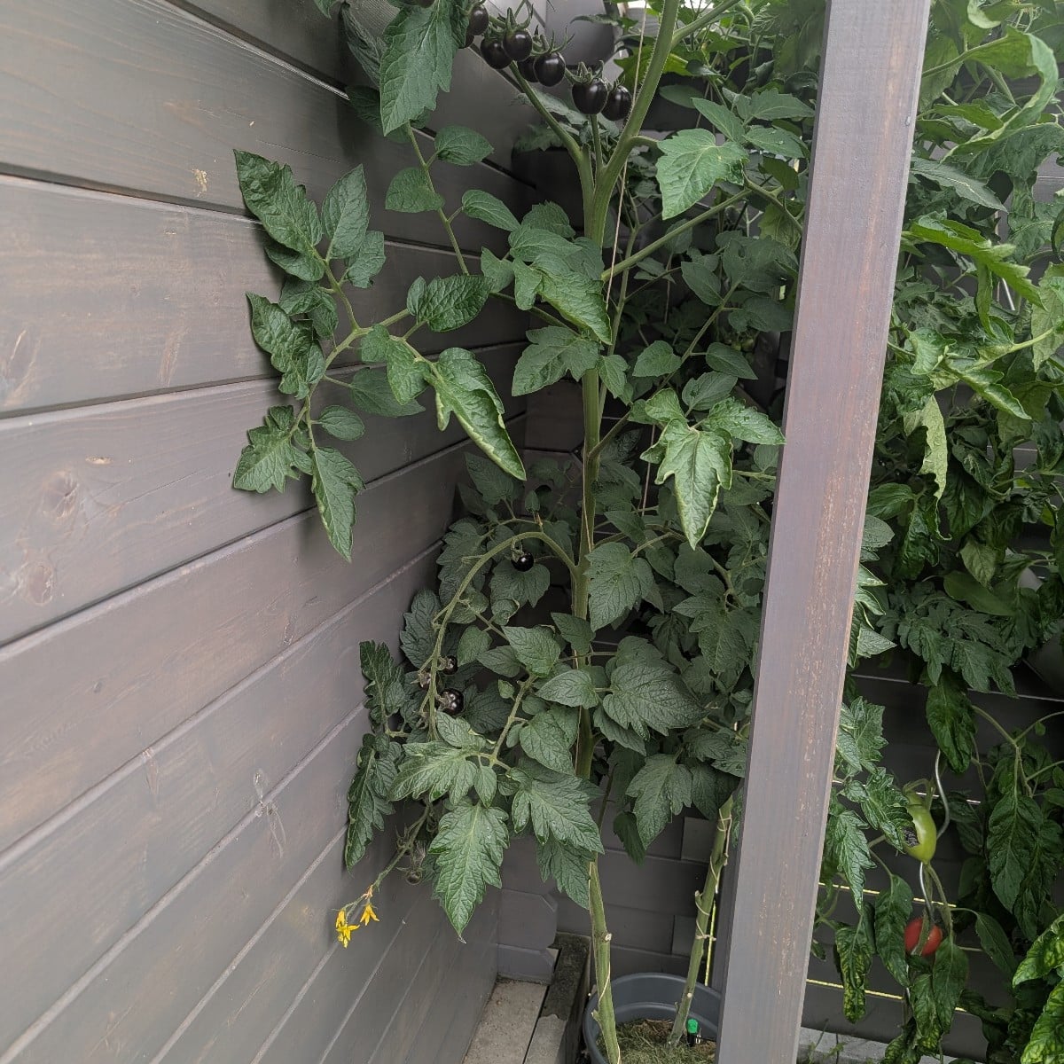 Mal eine Frage in die Runde.Ich habe Samen von Tomaten aus dem Supermarkt dieses Jahr gepflanzt.Wie erkennen ich jetzt …