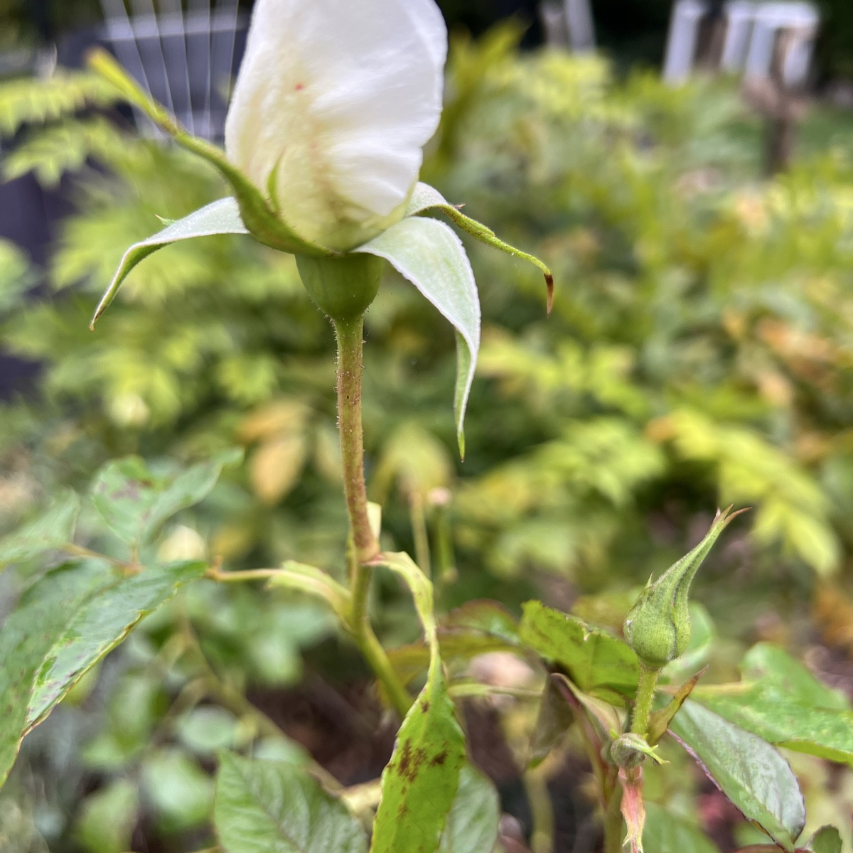 Man merkt, dass der Herbst da ist  -  meine Rosen und Artischocken blühen! 🤓