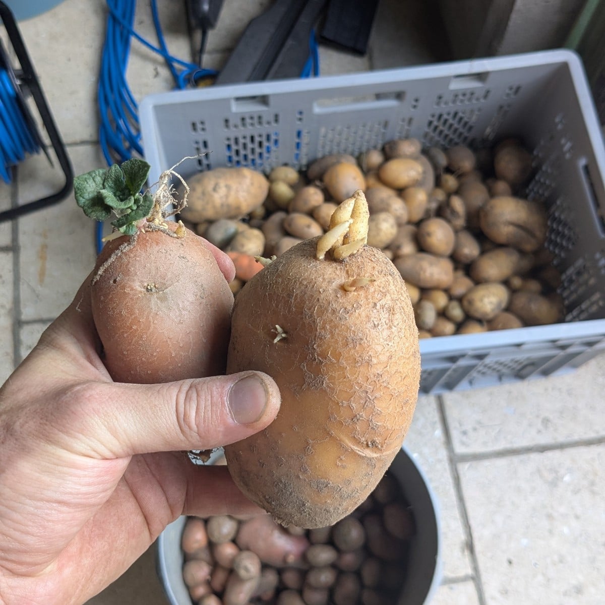 Ernte war eh schon beschissen, nun sind die letzten auch noch gekeimt im Boden. S*****ss Hitze! Was mach ich mit denen?