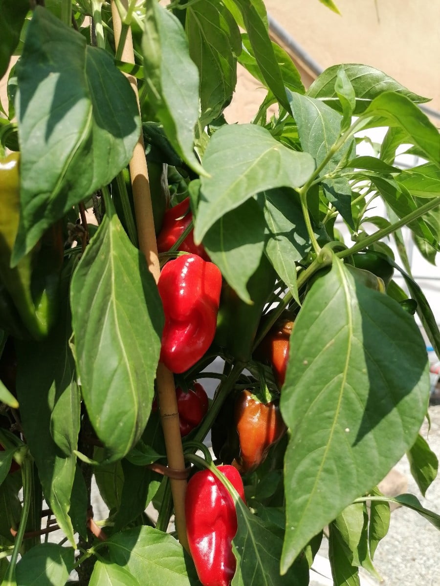 Die Gewürzpaprika reifen.
Heute ist es so warm und windig, deshalb versuche ich mal sie draußen vorzutrocknen.
