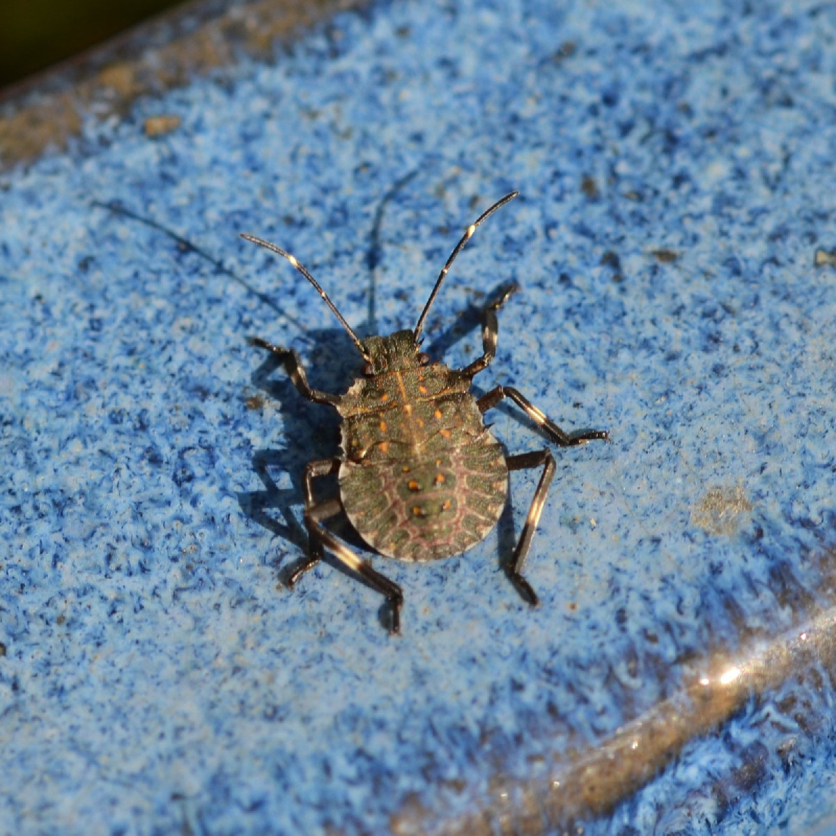 Ich werde schon ein bisschen wehmütig beim Fotografieren, weil sich die Insekten inzwischen doch ziemlich rar machen...…