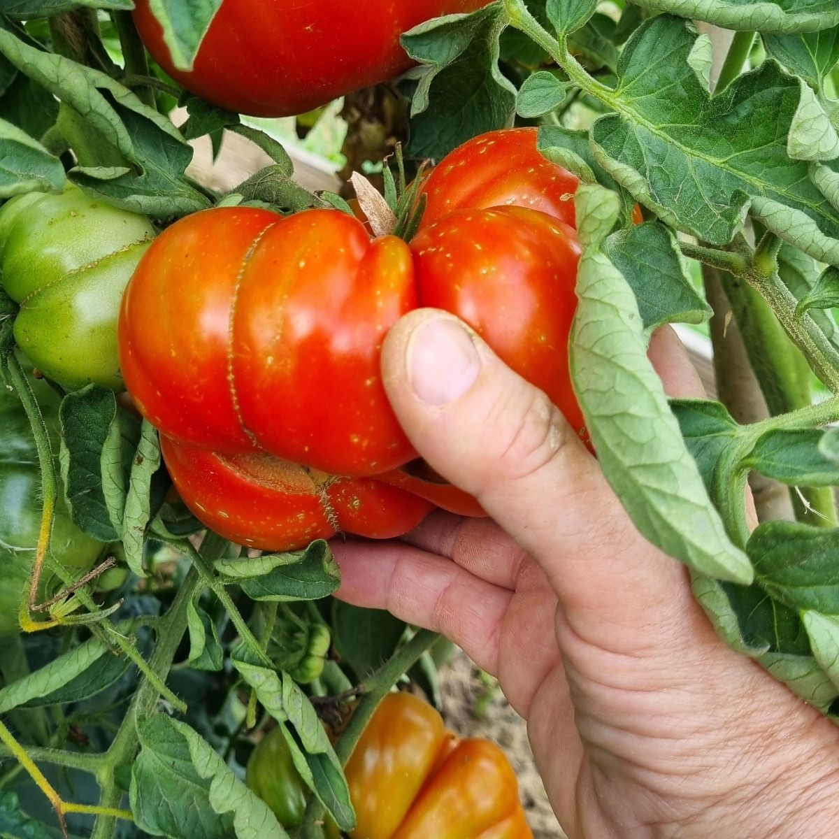 Heute wieder mal #einkaufenimgarten .
😅
Heute haben wir sämtliche Tomaten sturmresistent angebunden und ausgelichtet.
…