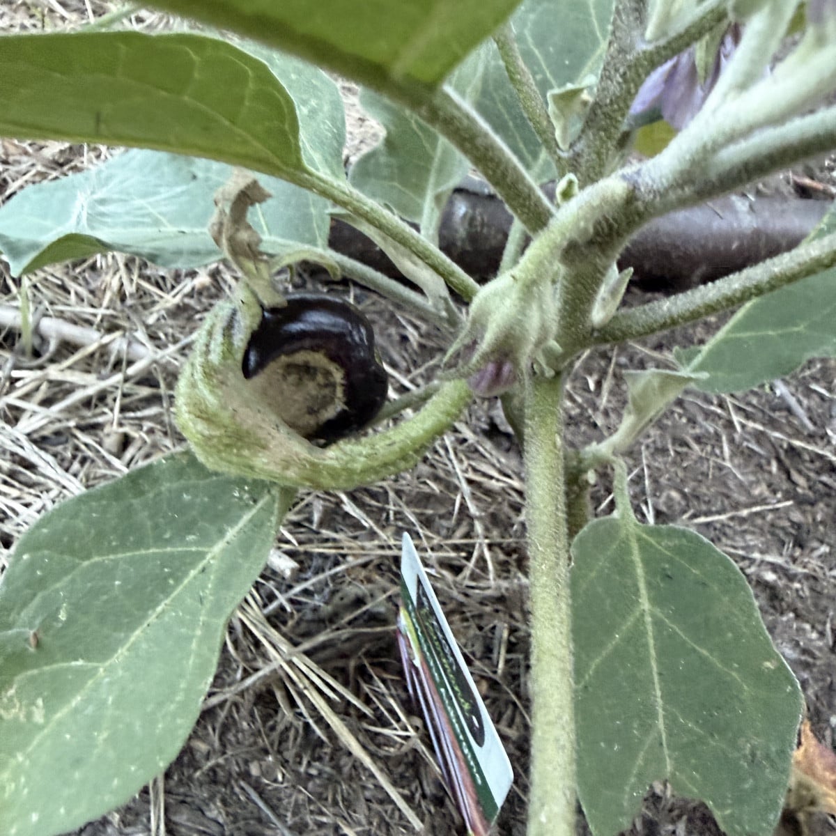 Meine erste Paprika. Meine ersten Tomaten und meine erste Aubergine. 
Meine Kürbis sind nun in Gänze weg, die Bohnen ha…