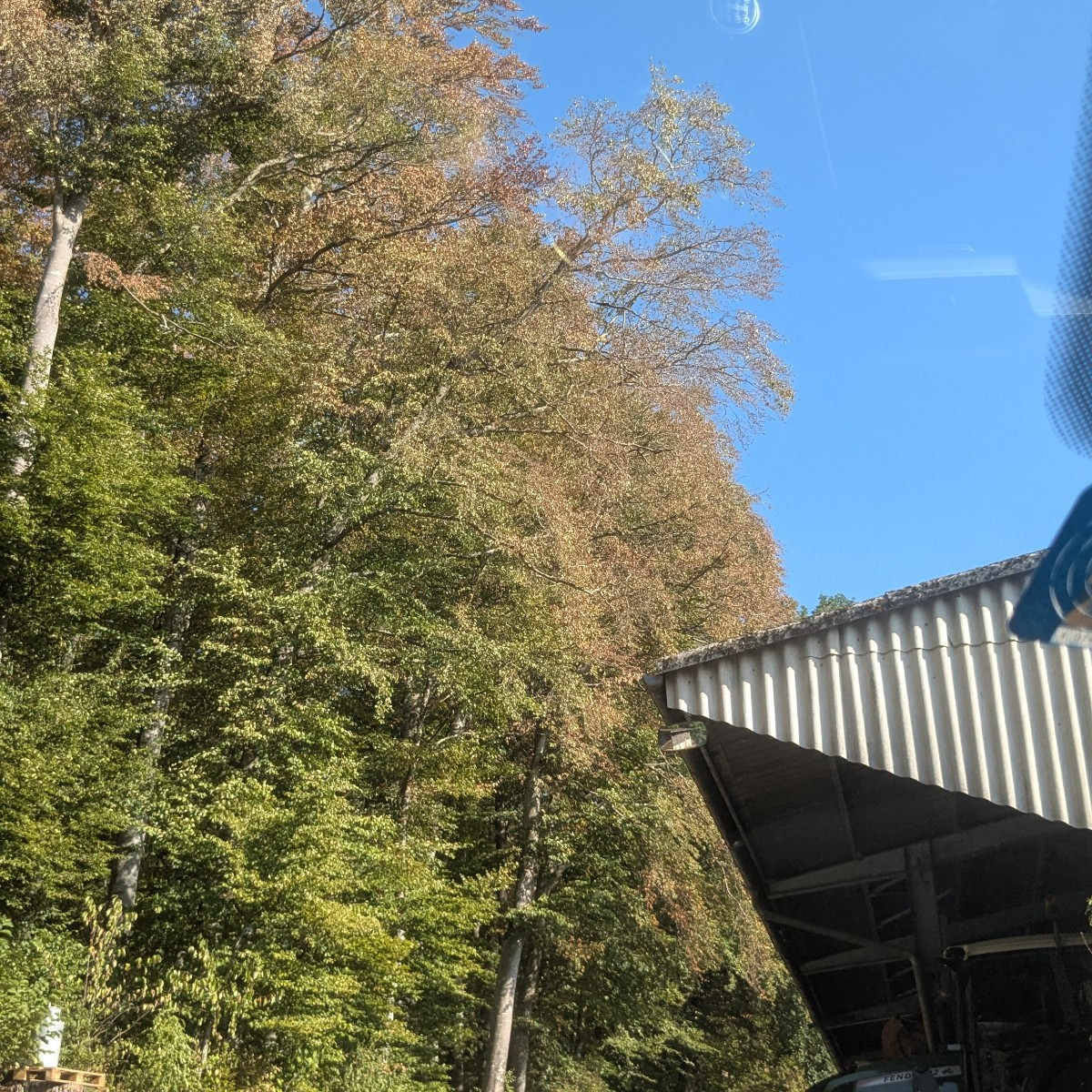 «Maisfeld» von der Dürre zerstört... der Wald ist auch schon gefühlt im Oktobermodus.. Was freu ich mich auf Regen!