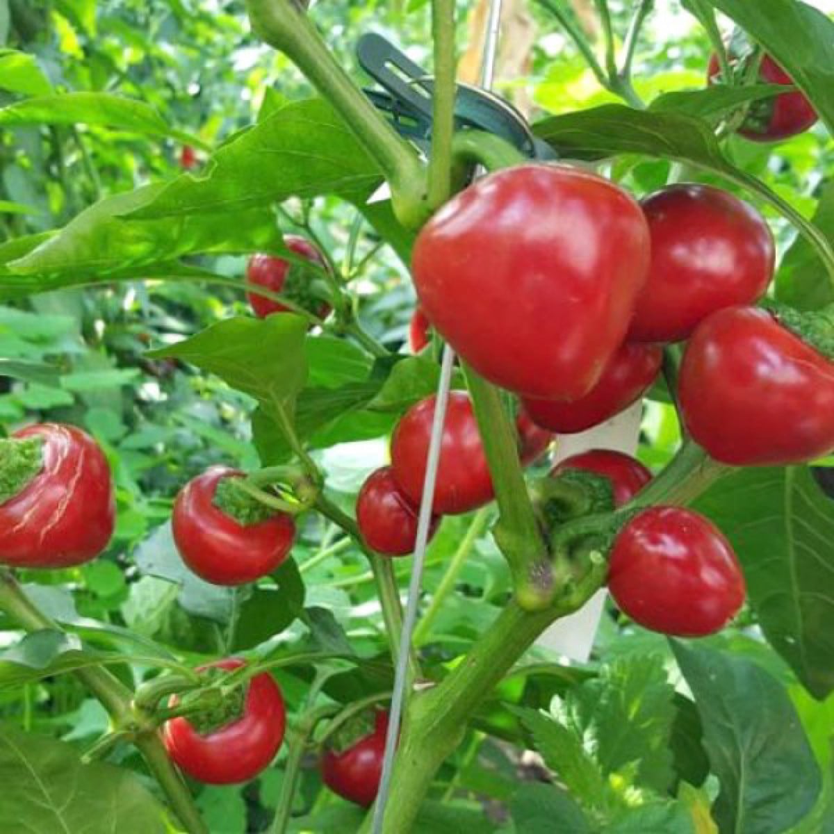 Cherrybomb Hot Tomato : Growing, Harvesting & Companion Plants