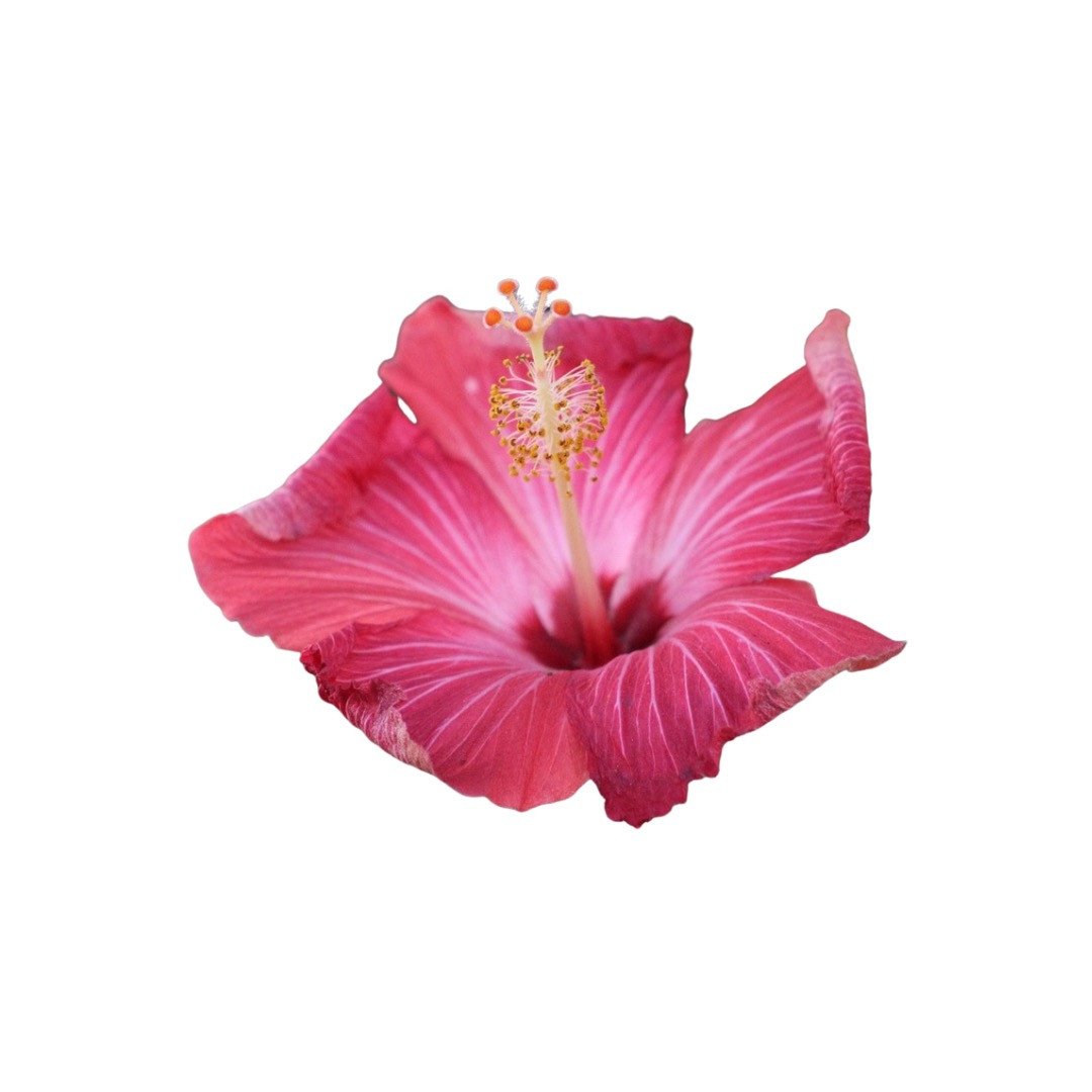Hibiskus