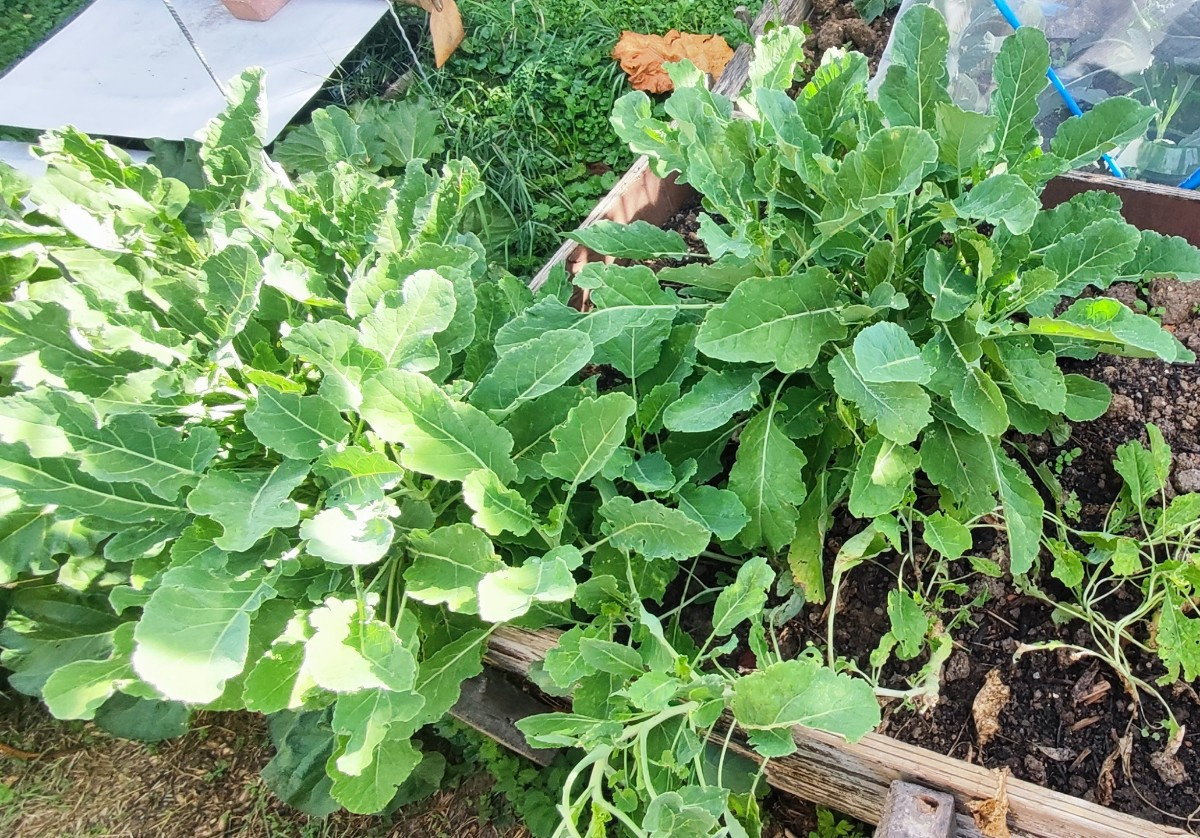 ...Ein paar frühherbstliche Impressionen aus'm Garten...
Die #kletterzucchini trotzt immer noch tapfer dem echten Mehlt…